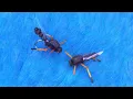 Download Lagu Fly Tying White's Heather Fly With Martyn White