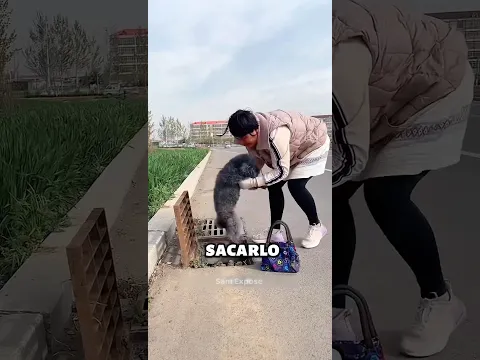 Ella Salvó a Este Perro… ¡Y Luego Él la Salvó de un Ladrón!