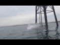 Low Tide Jump from Day Marker Boston Harbor