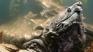 You Absolutely Don t Want to Get Bitten By This Turtle