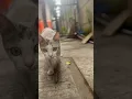 Download Lagu Cinematic kucing video #kucing #cinematic