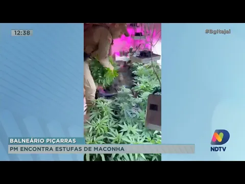 Polícia Militar encontra estufas de maconha em Balneário Piçarras