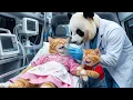 Lagu 4😿💔 From Joy Ride to TRAGEDY: Mama Cat \u0026 Kitten’s Road Accident Leaves Mom Fighting for Her Life 🏥🚑