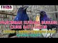 Download Lagu SUWARA CIUNG BATU GACOR DORRR
