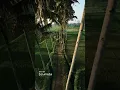 Download Lagu Mini 4 Pro vs DJI Avata, which shot looks better? 🍃  @man.fromearth