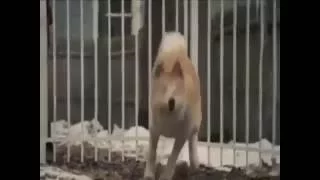 الموسيقى الحزينة مع كلب وفي دندنها