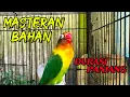 Lagu Masteran LoveBird Dari Yang Bahan Agar Ngekek Panjang full durasi !!!