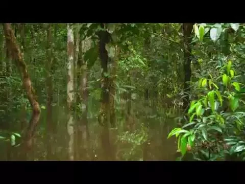 TRAILER LA SELVA INFLADA ESPANOL