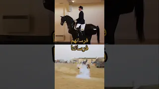 خيل خيل عربيه اصيله خيل عربيه فرس فرسان خيالة حصان حصان عربي اصيل Horse Horseracing مصر 