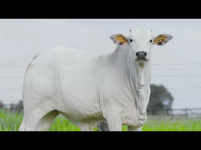 Novilha Nelore LSA - 2418