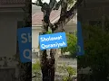 Download Lagu Sholawat Quraniyah - Sholatullahi Wassalam #sholawat #selawat #quotes #shalawat #sholawatan