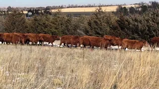 66 - Bred Red Angus Heifers