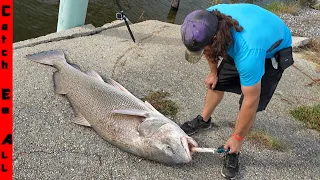 We Found MONSTER FISH in a JUNKYARD SALTWATER CREEK!