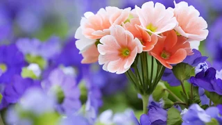 رائعة عنان الخياط يا خالق الإنسان بجودة عالية 