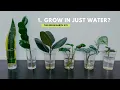 Top 6 Common Indoor Plants That Can Grow In Water Grow Houseplants Without Soil