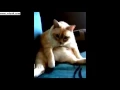 Kucing Ini Bersin dan Kentut Bersamaan!!! Wkwkwk