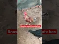 Download Lagu Aseel Rooster want to mate hen #shorts #rooster #hen