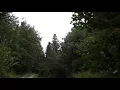 Download Lagu Wind Blowing Through Forest with Light Rain 1 Hour /  Wind Sound Relaxation
