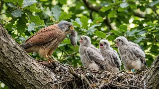 Life Cycle of the American Kestrel Nesting, Hatching, and Feeding