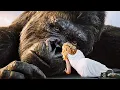 King Kong LEGENDARY Ending Scene 🌀 4K
