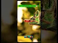 Download Lagu Other animals tongue vs last animals tongue👅 #shorts #animals