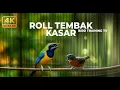 Lagu 🔴 Live Cucak Cungkok Gacor Roll Speed Tajam vs Tepus Kepala Abu Abu Gacor Masteran Murai Batu Juara