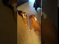 mix for adoption