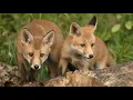 The Surprising Way Red Fox Vixens Raise Cubs in the City Discover Wildlife Robert E Fuller