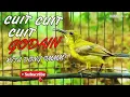 Download Lagu SOGON BETINA GACOR MEMANGGIL PEJANTAN COCOK UNTUK PANCINGAN EMOSI DAN MENAIKAN BIRAHI #PART 8
