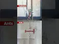 Ants Vs Humans Problem Solving Skills