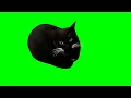 Maxwell The Cat Dancing Green Screen 4K 60 FPS