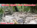 Download Lagu Biawak babon buat kewalahan @Candrasadewaa 