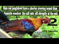 Download Lagu SUARA AYAM HUTAN ORI BERSIH TANPA NOISE KHUSUS UNTUK BERBURU DAN PEMIKAT