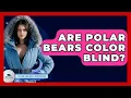 Download Lagu Are Polar Bears Color Blind? - Polar Regions Uncovered