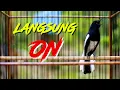 Download Lagu BESETAN KACER GACOR, PANCINGAN AMPUH BIKIN LAWAN EMOSI