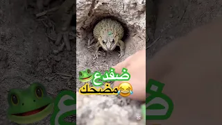 ضفدع مضحكك 