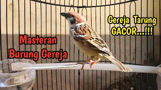 Download Masteran Burung Gereja Tarung Full Emosi, Pancingan Burung Gereja Gacor #4 MP3