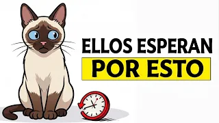 ¡Tu gato espera TODA SU VIDA a que hagas esto!