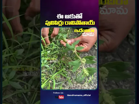 ఈ ఆకుతో పులిపిర్లు రాలిపోతాయ్ #stayinnovative #innovativeideas #funnyreels