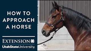 how to approach a horse