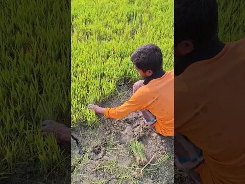 Ready for planting rice | Amazing Rural life #farming #rurallife #relaxing