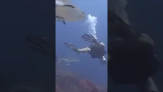 SCUBA Diving with SHARKS! #shorts #scubadiving #sharks #honduras #roatan #sailingbyefelicia