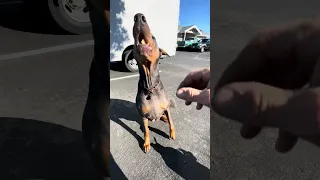 #fyp #life #doberman #pets #dream