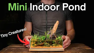 I Made a Mini Indoor Pond For Tiny Creatures, Here’s How!