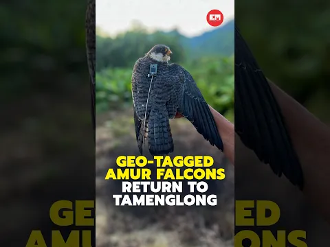 Manipur: Geo-tagged Amur Falcons ‘Apapang’ and ‘Alang’ return to Tamenglong