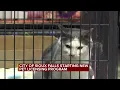 City of Sioux Falls starting new pet licensing program