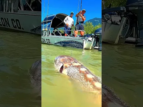 She Gave Her Life So Her Babies Could Live… And We Just Scrolled 💔🐟 #short #shorts #nuralomOfficial