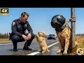 Lagu Een puppy smeekte de agent om hulp — je zult het einde niet geloven!