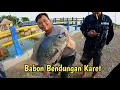 Download Lagu Babon Penghuni Bendungan Karet Soge