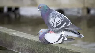 Mating Pigeons 
